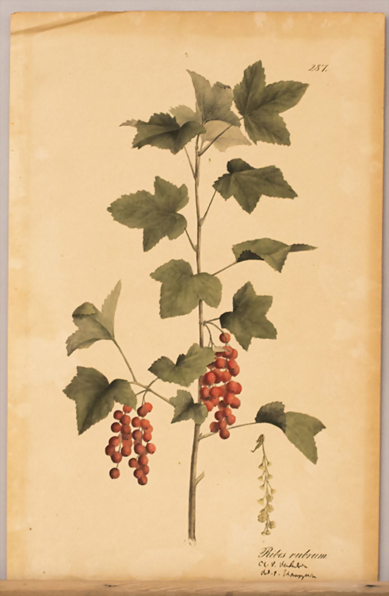 Botanik, 'Ribes rubrum' (rote Johannisbeere), Nr. 287, aus einer italienischen Serie, um 1800