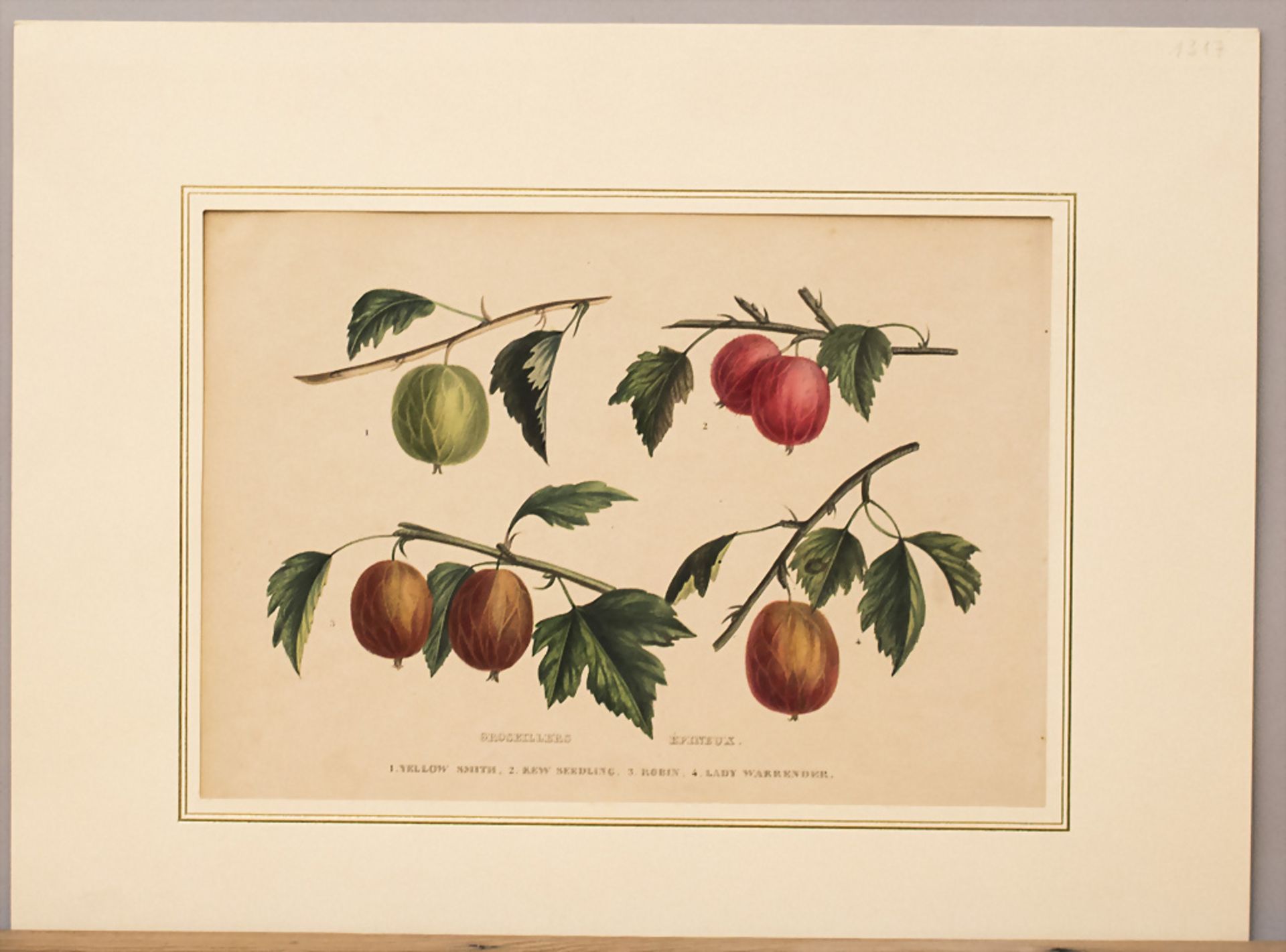 Botanik, 'Groseillers Épineux' (Stachelbeere), 19. Jh.