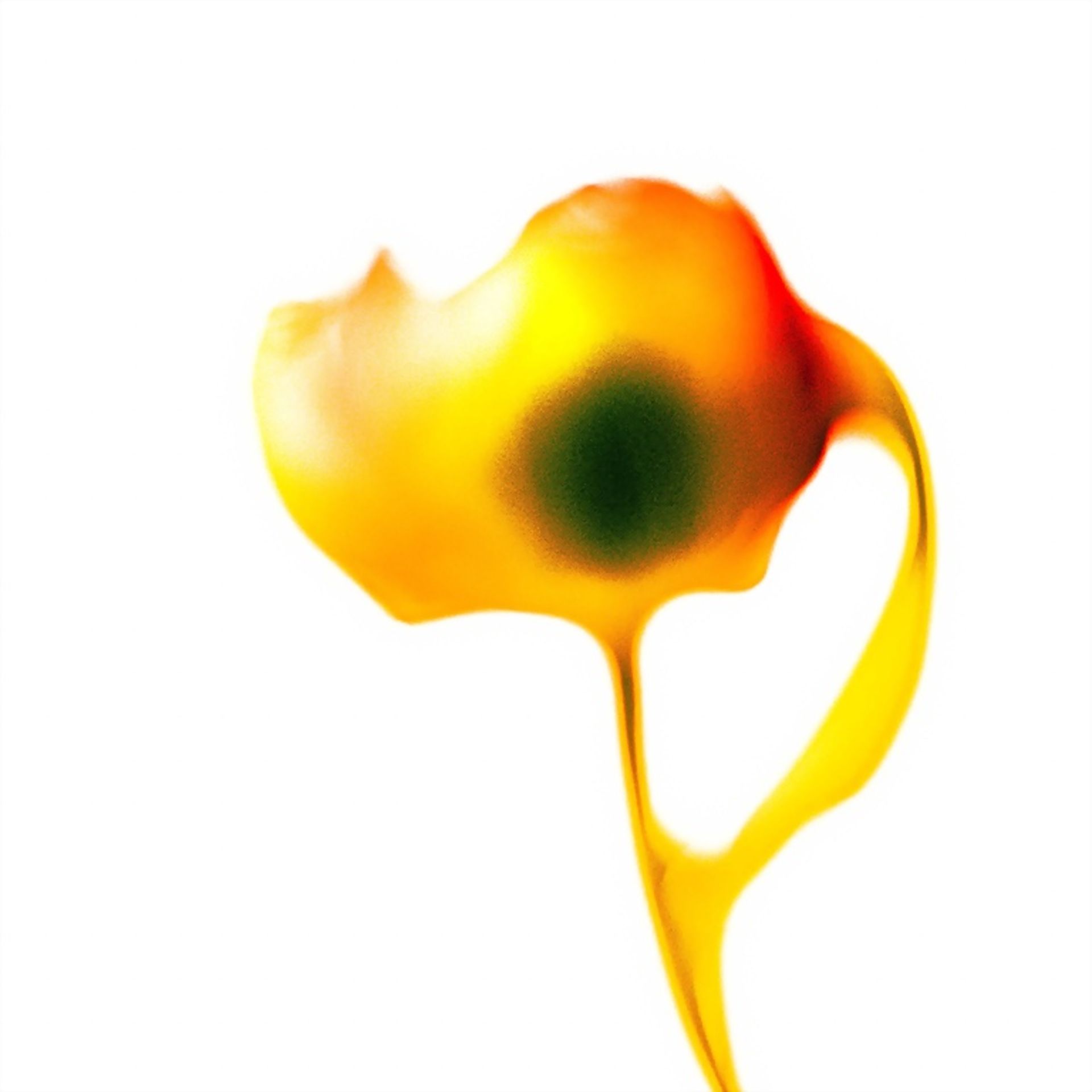 Tulpen 3