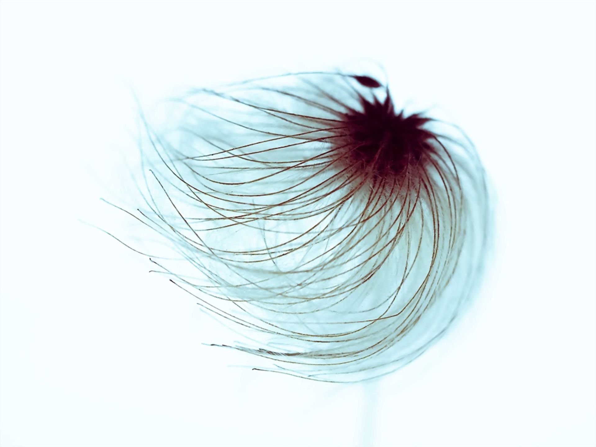 Pusteblume 2