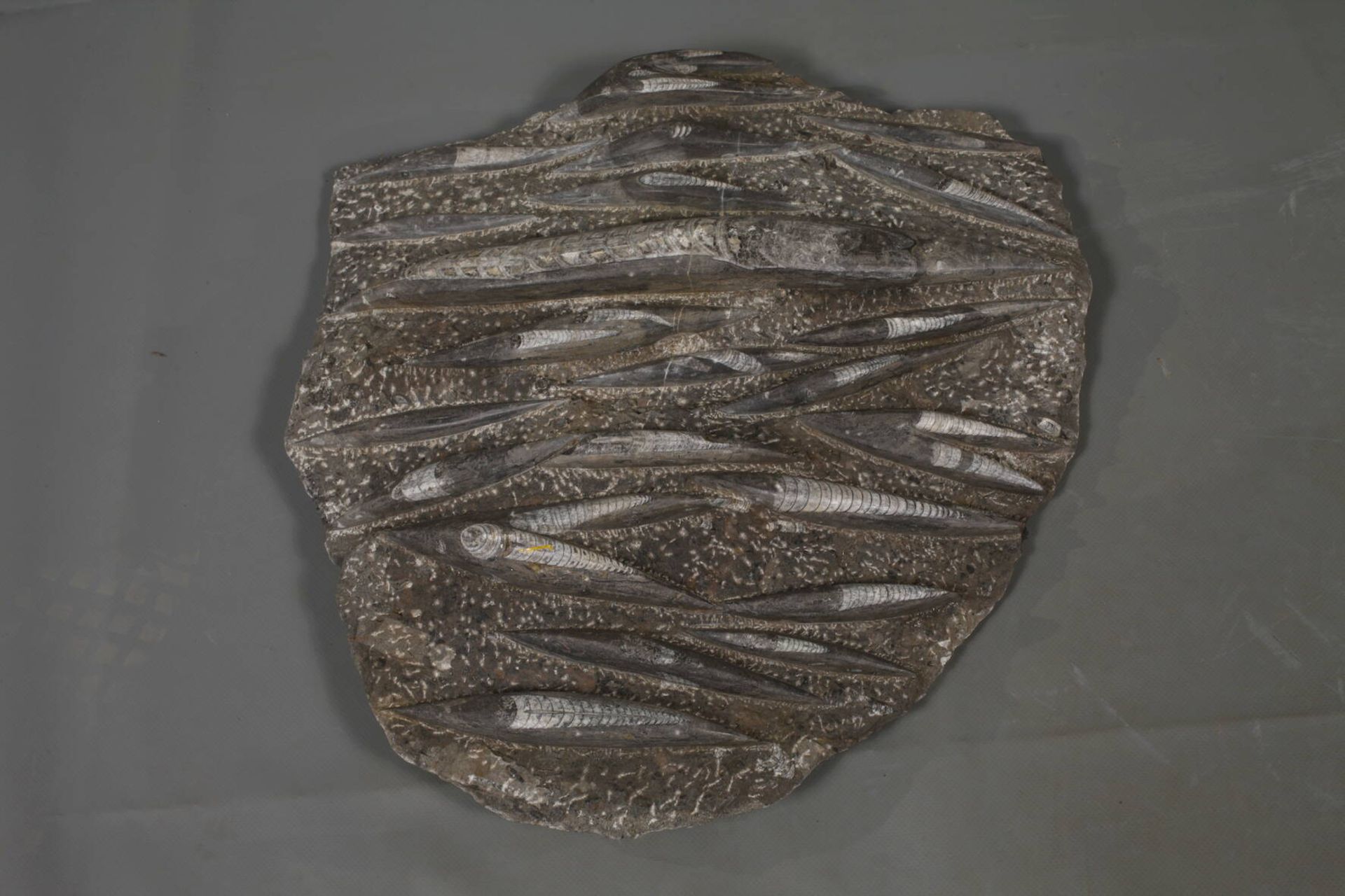 Zwei Fossilien - Bild 2 aus 6