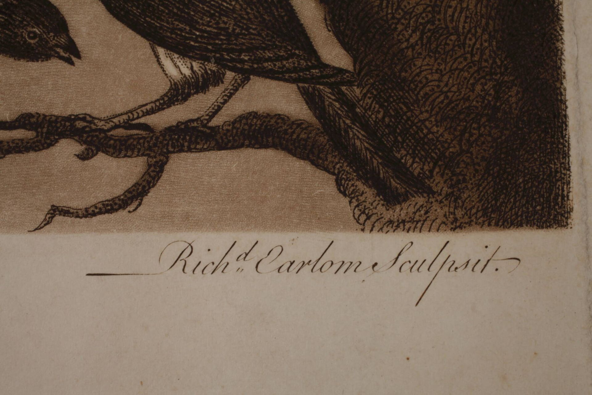 Richard Earlom, "Ein Konzert der Vögel" - Bild 4 aus 5
