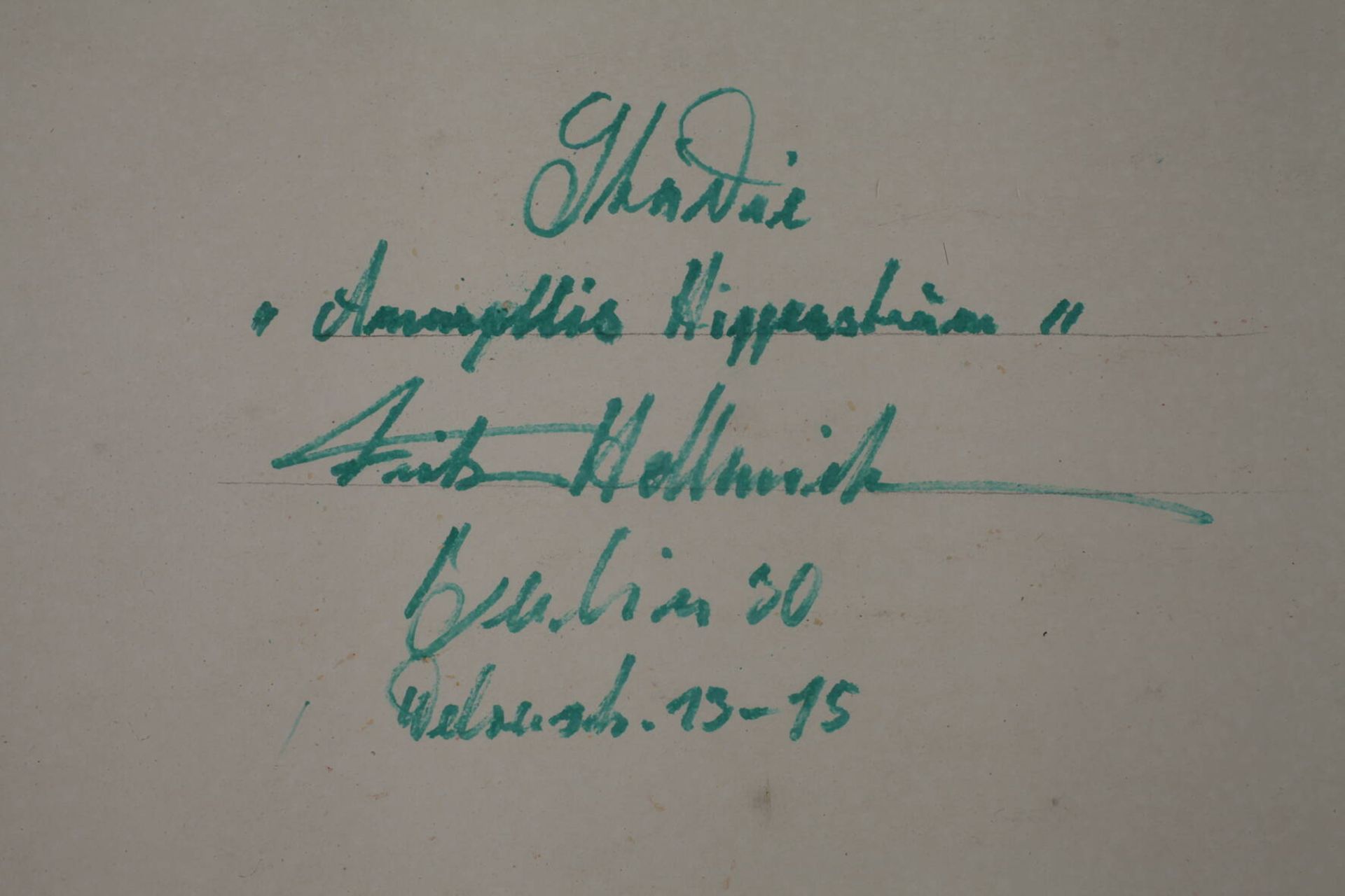 Friedrich Hellmich, Stillleben mit Amaryllis - Bild 4 aus 4