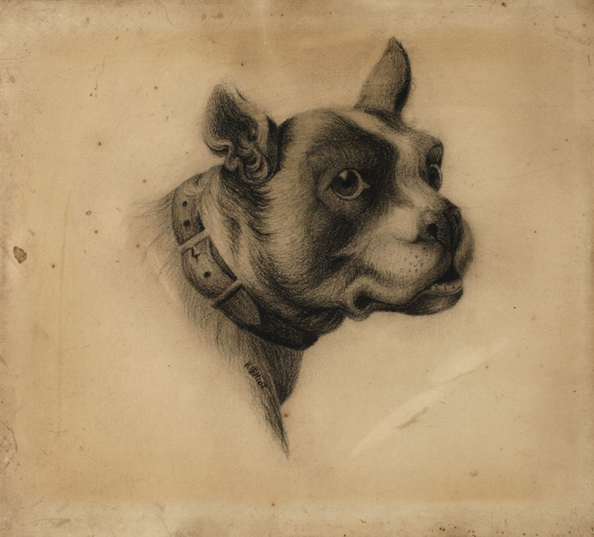 Robert Elliot, attr., Hundeportrait