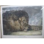 After J. Lewis, two coloured engravings of sleeping lions, together with two coloured French