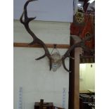 A set of royal stag 12-point antlers [wall above A] WE DO NOT TAKE CREDIT CARDS OR CASH. STORAGE