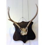 Trophy stag antlers mounted on a painted wooden shield, 85 x 70 x 25 cm approximately [This lot is