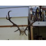 A set of royal stag 12-point antlers [wall above A] WE DO NOT TAKE CREDIT CARDS OR CASH. STORAGE