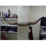 A large pair of buffalo horns [by s54] WE DO NOT TAKE CREDIT CARDS OR CASH. STORAGE IS CHARGED AFTER