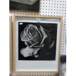 Annabel Findlay, a collection of 12 fine black and white photographic images of flowers and