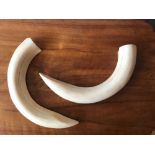A pair of large antique curved Hippo incisor teeth or tusks, 37 cm across widest diameter of base,