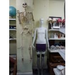 A life size female mannequin and a replica hanging skeleton [next to s77] WE DO NOT ACCEPT CREDIT