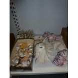 A collection of shells in various sizes including a conch, also some coral [G] WE DO NOT ACCEPT