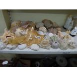 A collection of sea shells including four large conch shells, further sea urchin shells, etc. [