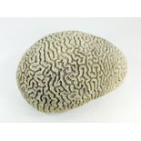 BRAIN CORAL.