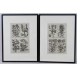 A pair of French 18th century copperplate botanical engravings, from Plantae per Galliam,