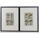 A pair of French 18th century copperplate botanical engravings, from Plantae per Galliam,