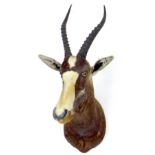 A taxidermy roebuck head, mounted by Nico van Rooyen, Work Agreement No 24696, Dated 2012, 45 by