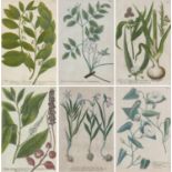 A group of six 18th century botanical engravings, after Johann Wilhelm Weinmann (German, 1683-1741):