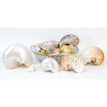 A large pearl nautilus shell, 22 by 11 by 17cm, together with three other smaller nautilus shells