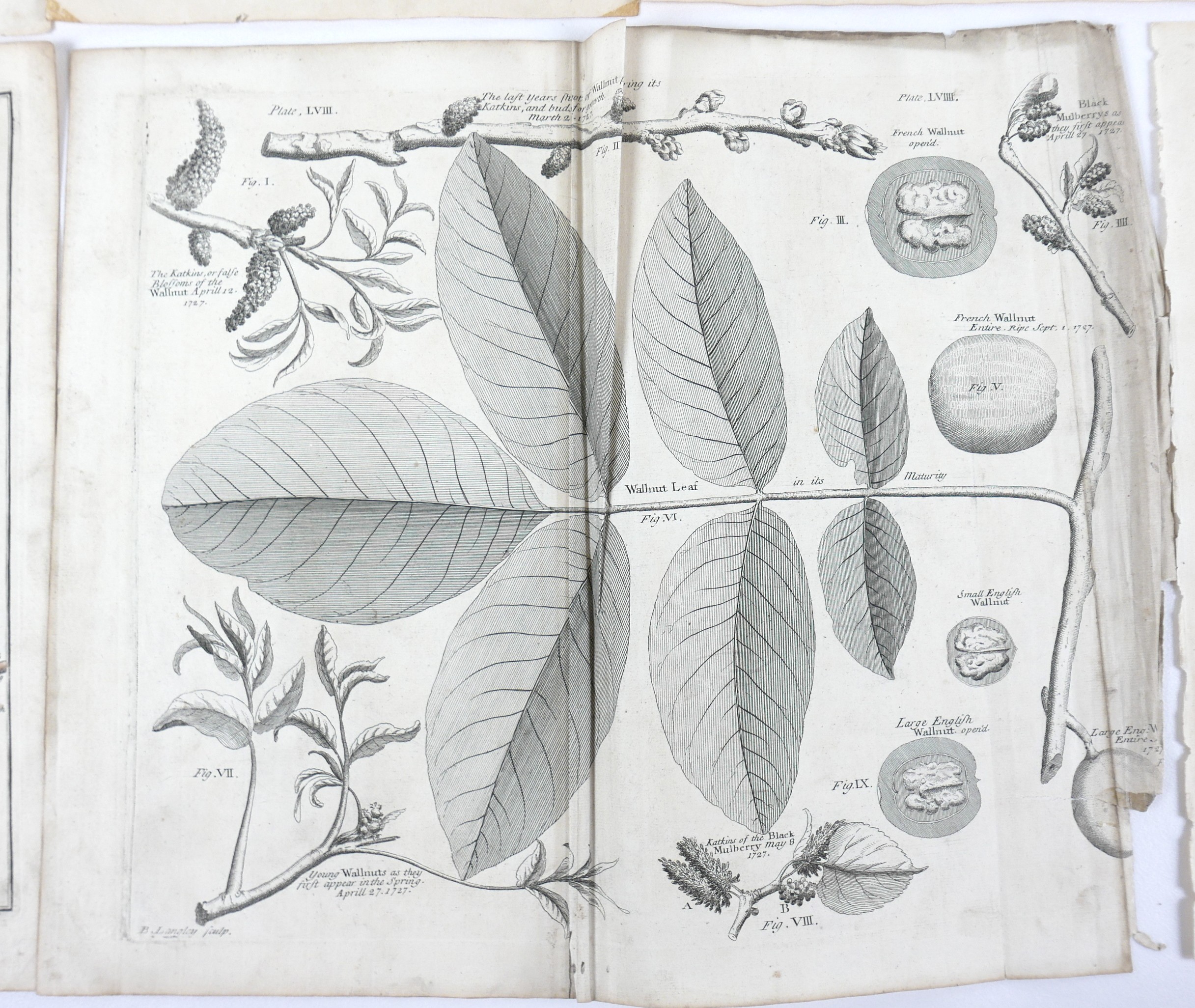 After Batty Langley (British, 1696-1751): 'Pomona or, the Fruit Garden Illustrated', a collection of - Image 4 of 7