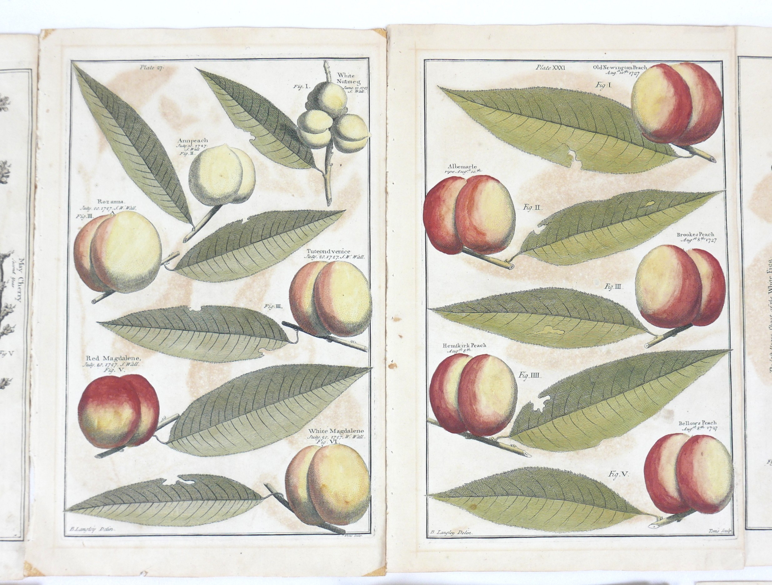 After Batty Langley (British, 1696-1751): 'Pomona or, the Fruit Garden Illustrated', a collection of - Image 2 of 7