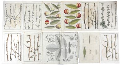 After Batty Langley (British, 1696-1751): 'Pomona or, the Fruit Garden Illustrated', a collection of