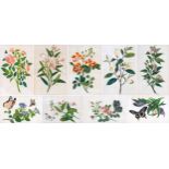 A group of nine Chinese 'rice paper' paintings, 19th century, each depicting a botanical study, four