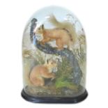 Taxidermy: two red squirrels in a naturalistic setting, branches and rock base, under a glazed dome,