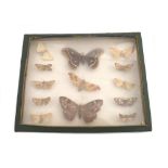 Taxidermy: a cased set of thirteen moths, case measuring 27 by 4 by 21cm high.