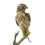 Taxidermy: An Early 20th Century Northern Goshawk (Accipiter gentilis), circa 1900-1930, a full