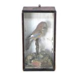 Taxidermy: a cased European Jay in a naturalistic setting, 28 by 17.5 by 54cm high.