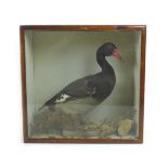 A taxidermy study of a black duck, on naturalistic base, in case, 44.5 by 18.5 by 43cm.