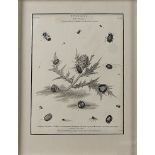 A SET OF THIRTEEN ENGRAVINGS OF NATURAL HISTORY SPECIMENS (13)