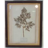 A GROUP OF FOUR VICTORIAN FRAMED BOTANICAL PRESSED FLOWER DISPLAYS