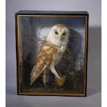 TAXIDERMY: A CASED STUFFED BARN OWL