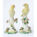 A RARE PAIR OF DERBY PORCELAIN MODELS OF CANARIES (2)