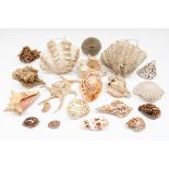 A GROUP OF SHELLS INCLUDING CONCH, CLAM SHELLS AND TWO DESERT ROSES (20)