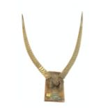 TAXIDERMY; A SET OF WATERBUCK HORNS