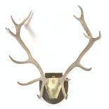 A SET OF MID-20TH CENTURY MOUNTED STAG ANTLERS ON AN OAK SHIELD