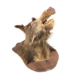 TAXIDERMY; A BOARS HEAD ON WOODEN WALL MOUNT