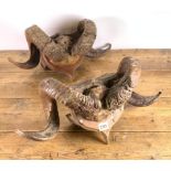 TWO PAIRS OF RAMS HORNS MOUNTED ON WOODEN BRACKETS (2)