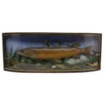 TAXIDERMY: AN IRISH FISHING TROPHY OF A LARGE PIKE MOUNTED IN BOW FRONT CASE