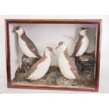 TAXIDERMY: A CASED GROUP OF GUILLEMOTS AND A CASED CUCKOO (2)