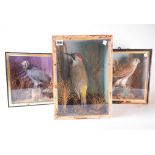TAXIDERMY A GROUP OF THREE CASED BIRDS (3)