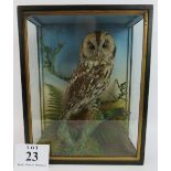 A good quality taxidermy tawny owl in glazed case. Height 45.5cm. Condition report: No issues.