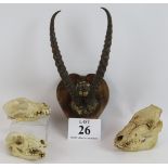 A mounted pair of animal horns on a heart shaped wooden plaque plus three animals skulls. (4).