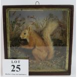 An antique taxidermy red squirrel in a naturalistic setting mounted in a glazed case. Height 27cm.