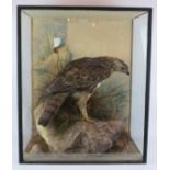 An antique cased taxidermy Common Buzzard (Buteo Buteo) by Peter Spicer & Sons, Leamington.