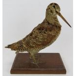 A vintage taxidermy woodcock mounted on an oak plinth. Height 25cm. Condition report: Some ruffled